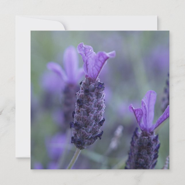 Invitations de photo de fleur de lavande (Devant)