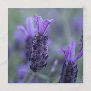 Invitations de photo de fleur de lavande