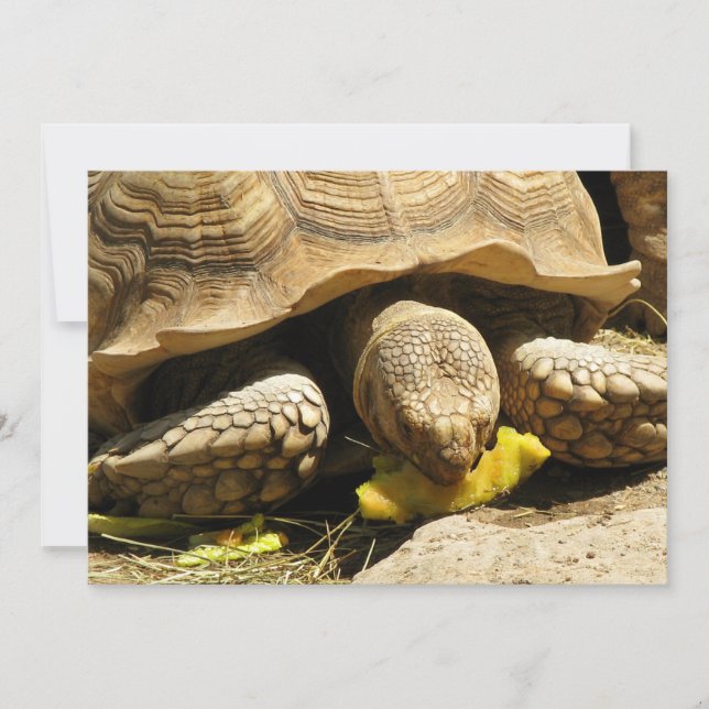 Invitations de tortues (Devant)