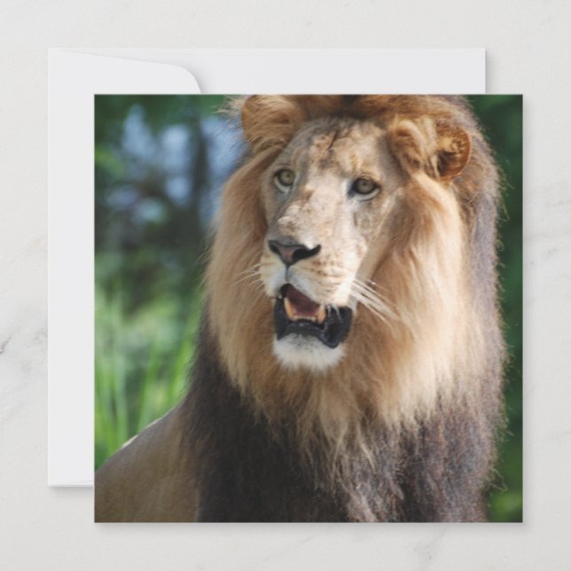Invitations majestueuses de lion (Devant)