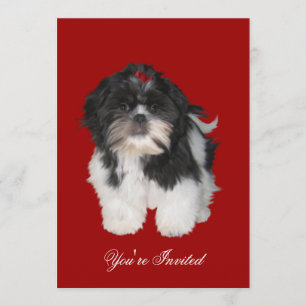 Invitations Shitzu Shih Tzu Puppy Dogs