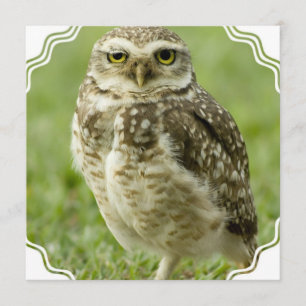 Invitations vigilantes de hibou