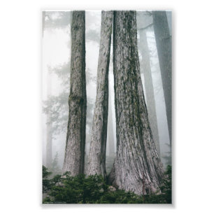 Invoking the Forest Photo Print
