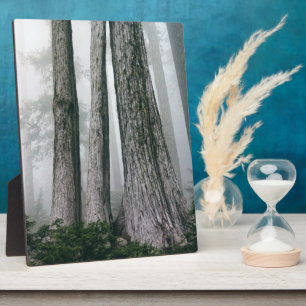 Invoking the Forest Plaque