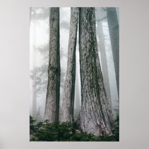 Invoking the Forest Poster