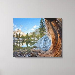 Inyo National Forest, California Canvas Print