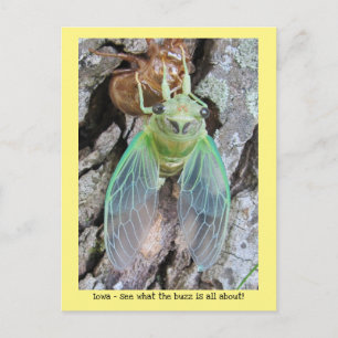 Iowa Cicada emerging from shell Postcard