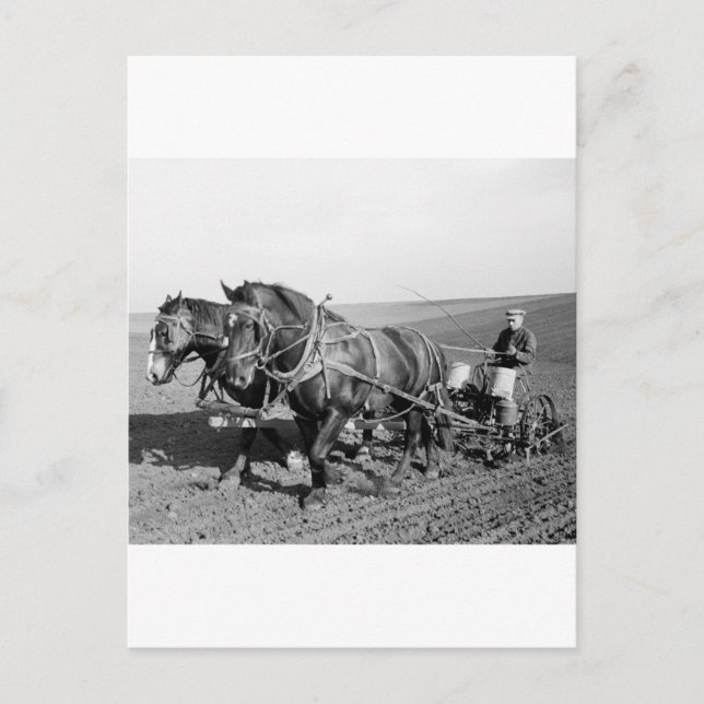 Iowa Corn Planter, 1940s Postcard (Front)