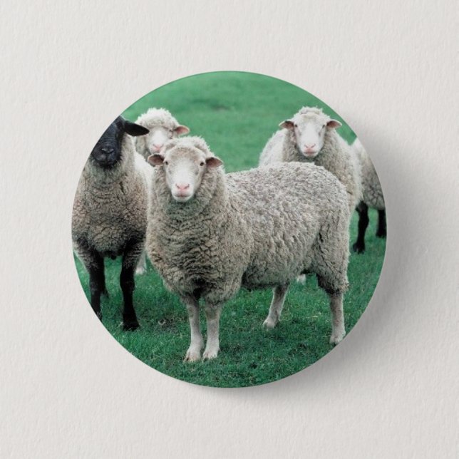 Iowa Sheep 2 Inch Round Button (Front)
