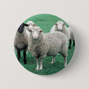 Iowa Sheep 2 Inch Round Button