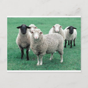 Iowa Sheep Postcard