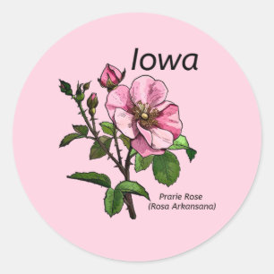 Iowa State Flower Sticker