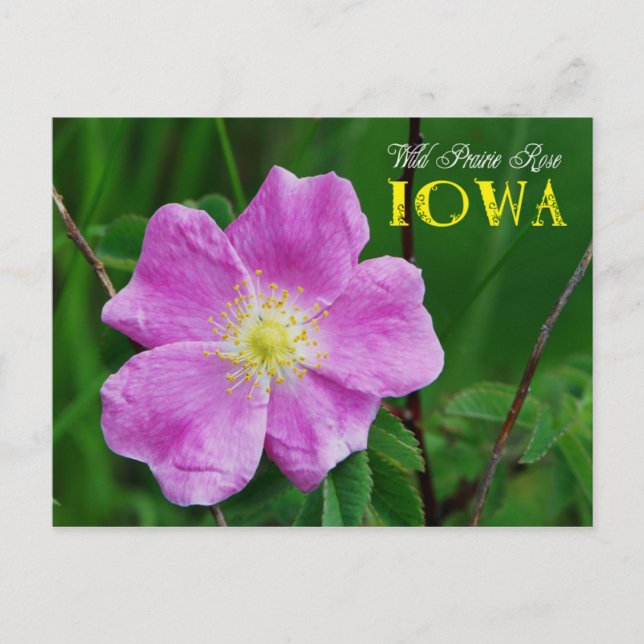 Iowa State Flower: Wild Prairie Rose Postcard (Front)