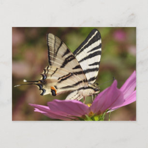 Iphiclides podalirius postcard