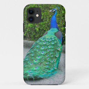 iPhone 5 Case, "Proud Peacock" 11 Case