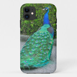 iPhone 5 Case, "Proud Peacock" 11 Case