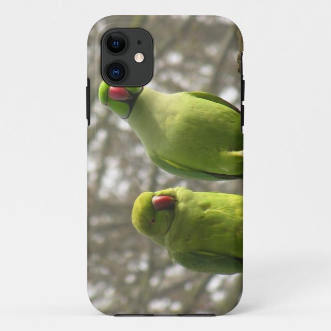 iPhone 5 case with curious parakeets (Back)