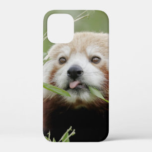 iPhone case Photo giant panda , animals.