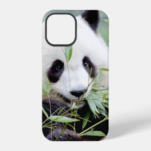 iPhone case Photo giant panda , animals.