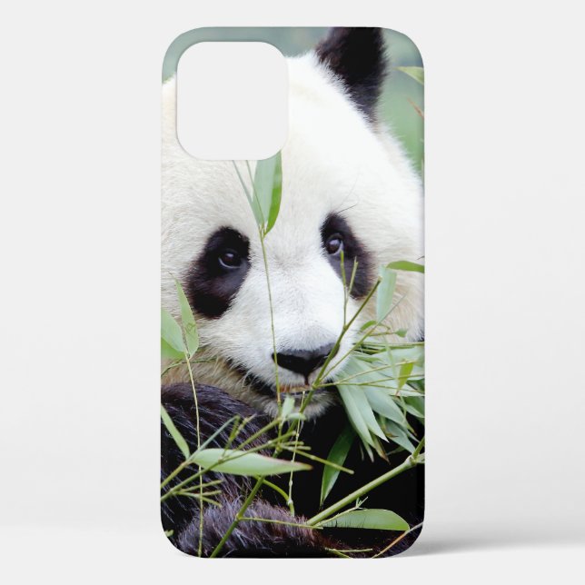 iPhone case Photo giant panda , animals. (Back)