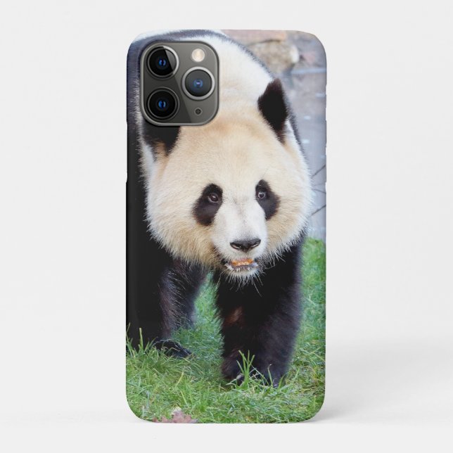iPhone case Photo giant panda , animals. (Back)