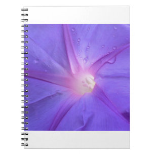 ipomée notebook