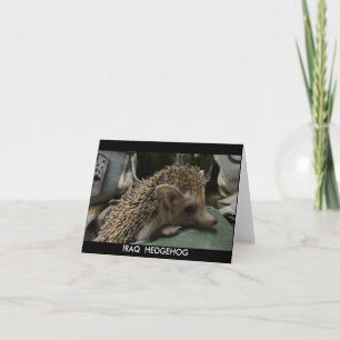 IRAQ HEDGEHOG BLANK NOTE CARD