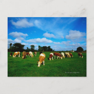 Ireland, Herd Of Cattle Grazing Postcard