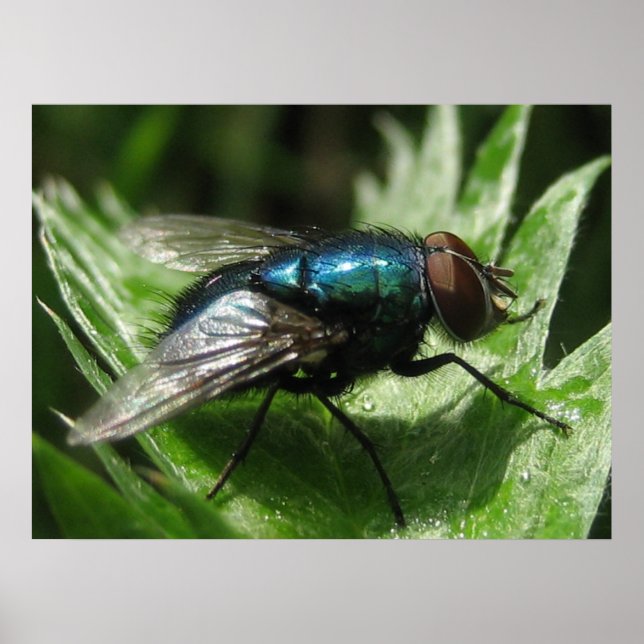 Iridescence - Blue bottle Poster (Front)