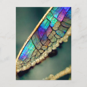 Iridescent dragonfly wing  postcard