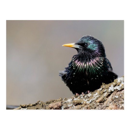 Iridescent European Starling Postcard