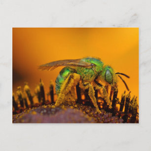 Iridescent Green Sweat Bees Postcard