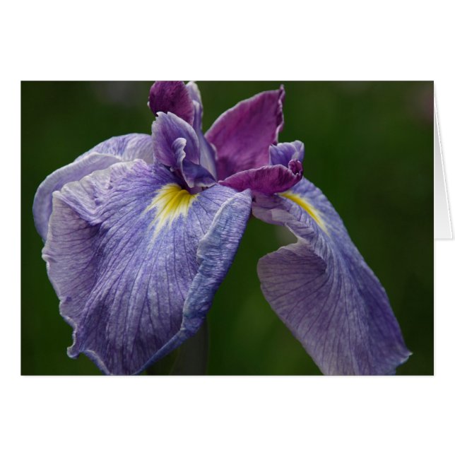 Iris (Front Horizontal)