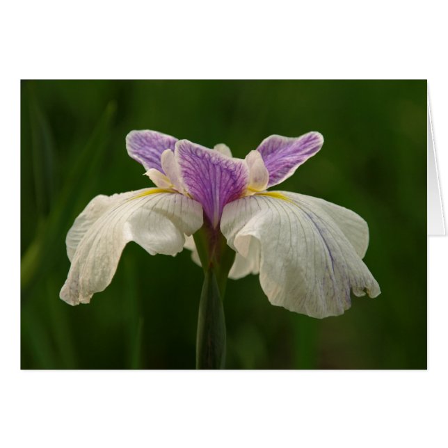 Iris (Front Horizontal)