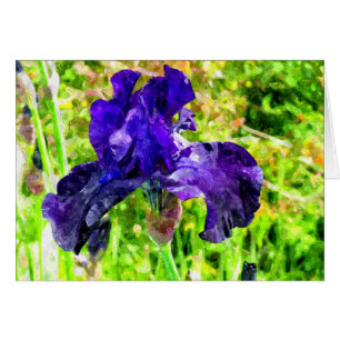 Iris