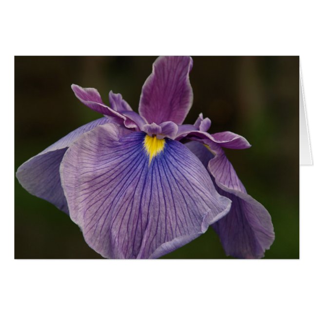 Iris (Front Horizontal)