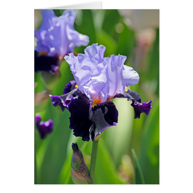 Iris 0992 (Devant)