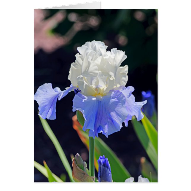 Iris 965 (Devant)