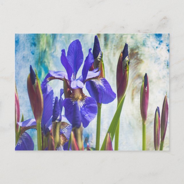 Iris abstract photo postcard (Front)