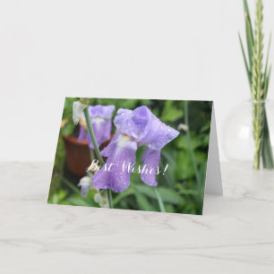 Iris after the rain. card