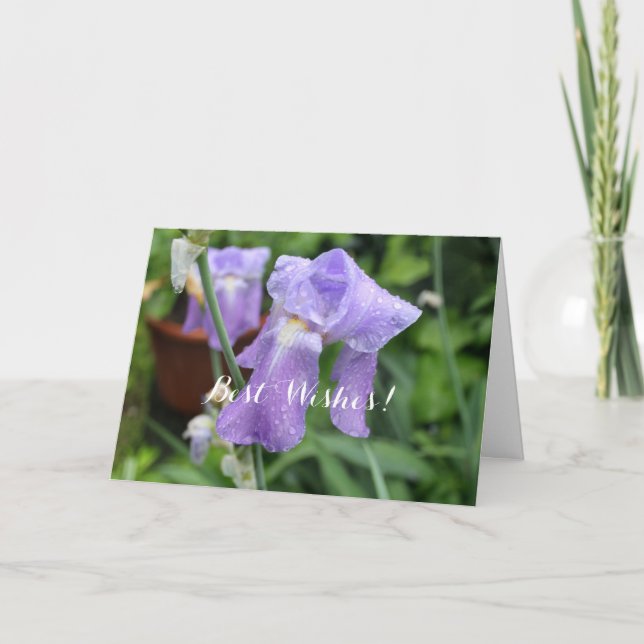 Iris after the rain. card (Front)