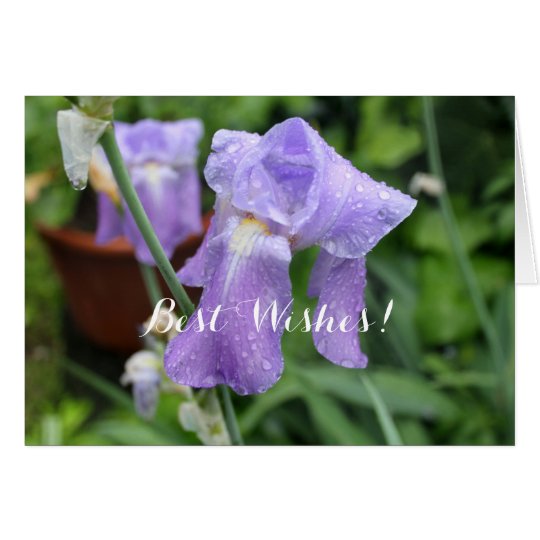 Iris after the rain. card