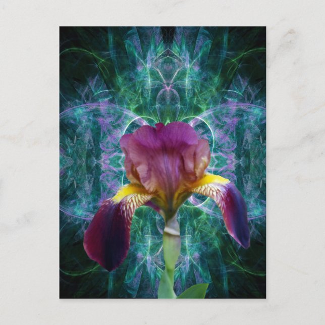 Iris and its meaning postcard (Front)