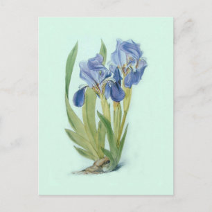Iris aphylla postcard
