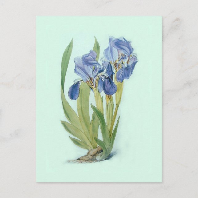 Iris aphylla postcard (Front)