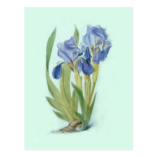 Iris aphylla postcard