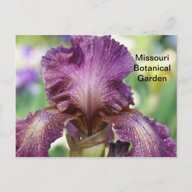 Iris at Missouri Botanical Garden Postcard (Front)