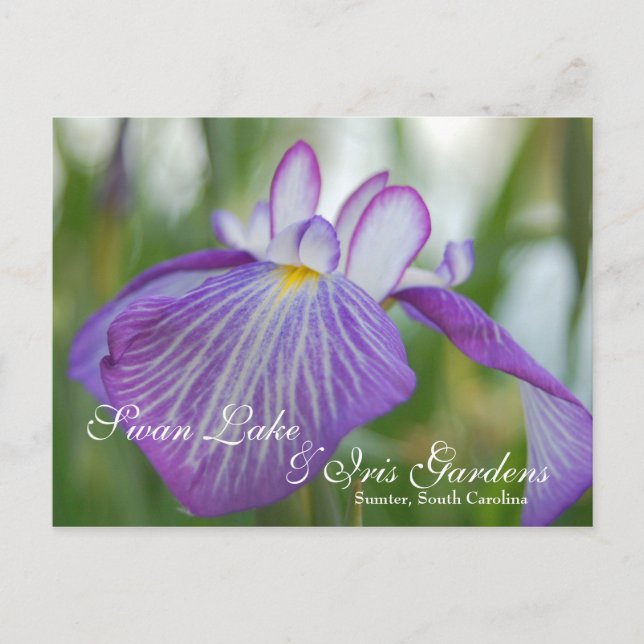 Iris at Swan Lake, Sumter SC Postcard (Front)