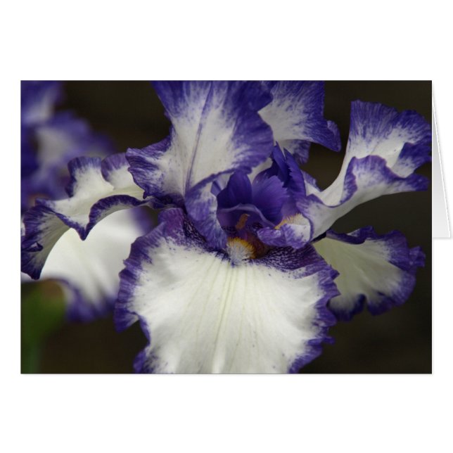 Iris barbu (Devant horizontal)