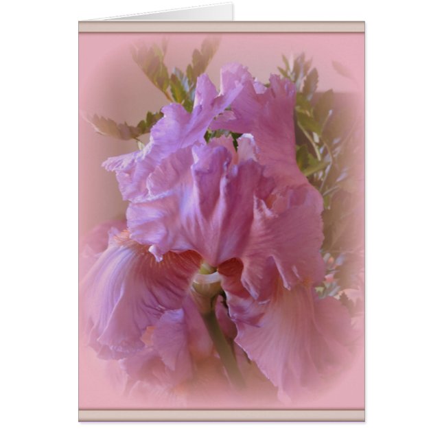 Iris Beauty (Devant)